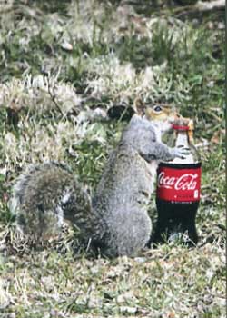 "Coke - Gotta Have It" by Lester Crisman, Walworth WI - Photography